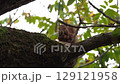 Ezolith to eat nuts 129121958