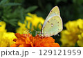 Butterflies smoking flower honey 129121959