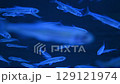 Swimming small fish 129121974