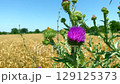 Thistle flower on wheat field. Close-up: thistle flower against blurred wheat field. Concept: cultivation of grain crops with using natural fertilizers gives weeds like thistle chance to survive 129125373