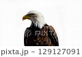 American Bald Eagle turns head in different directions isolated on white background. USA National symbol. Copy space 129127091