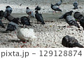 Many Pigeons feed food on the ground. 129128874