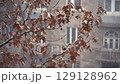 Leaves On A Tree Covered With Snow In Foggy Weather 129128962
