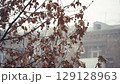 Leaves On A Tree Covered With Snow In Foggy Weather 129128963