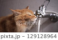 A Red Fluffy Cat Slowly Drinks Water From The Tap In The Bathroom 129128964