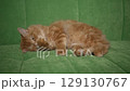 Cat On A Green Sofa 129130767