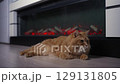 Cat Warming by the Fireplace 129131805