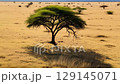 A lone acacia tree standing in the vast golden savanna 129145071