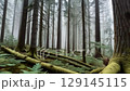 Primeval coniferous forest shrouded in mist 129145115