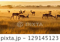 A herd of gazelles grazing on the savanna at sunrise 129145123