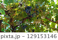 Black grape buches on eco vineyard on sunnyy day. Georgia, Caucasus. High quality FullHD footage 129153146