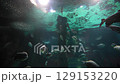 Several fish swimming in an aquarium with blue background and underwater plants 129153220