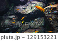 Several fish swimming in an aquarium with blue background and underwater plants 129153221