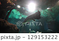 Several fish swimming in an aquarium with blue background and underwater plants 129153222