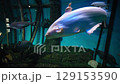Several fish swimming in an aquarium with blue background and underwater plants 129153590