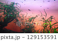 Several fish swimming in an aquarium with blue background and underwater plants 129153591