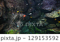 Several fish swimming in an aquarium with blue background and underwater plants 129153592