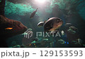 Several fish swimming in an aquarium with blue background and underwater plants 129153593