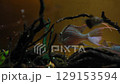 Several fish swimming in an aquarium with blue background and underwater plants 129153594
