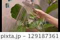 Large Fiddle Leaf Fig Plant washed in bathroom shower. Female hands washing indoor plant in bathroom. Closeup woman cleaning of Ficus Lyrata washing off dust from houseplant leaves. Houseplant care 129187361
