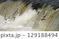 4K - Fish migrate by jumping over a waterfall. Close-up. Slow-mo 129188494