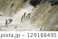 4K - Many fish jump over the river waterfall. Slow-mo 129188495