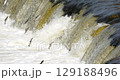 4K - Fish epic run upstream along a river by jumping over a waterfall 129188496