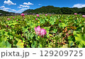 Lotus flower  129209725