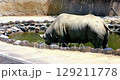 Rhino bathing 129211778