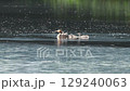一隻鳳頭鸊鷉背著小雞游泳 129240063