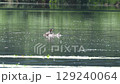 一隻鳳頭鸊鷉背著小雞游泳 129240064