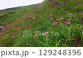 Wild pink flowers blooming on a mountain slope 129248396