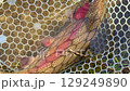 Big rainbow trout 129249890