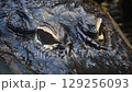 American Alligator Closeup 129256093