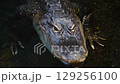 American Alligator Closeup 129256100