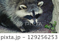 North American Raccoon Closeup 129256253