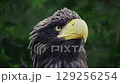 Stellers Sea Eagle Closeup 129256254