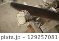 Two people cut wood with crosscut saw, close up. Competition. German tradition 129257081