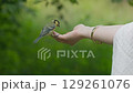 A small, vibrant bird cautiously approaches an outstretched hand in a tranquil green setting filled with life. 129261076