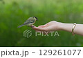 Witness the gentle exchange as a tiny bird explores the open hand in a tranquil forest setting filled with greenery. 129261077