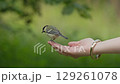 A small bird perches on a persons hand, basking in the warmth of a bright afternoon in a vibrant garden. 129261078