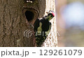 A striking woodpecker curiously explores a tree hollow in a lush forest filled with morning sunlight. 129261079