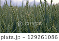 A peaceful evening in the countryside as a beetle explores a lush wheat field, with a soft sunset in the background. 129261086