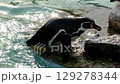 Penguin 129278344