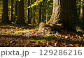 Image of a squirrel in the forest 129286216