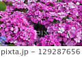 Dec 16 20224 Colorful hydrangeas thriving in vibrant outdoor landscape 129287656