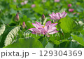lotus field 129304369