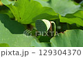 lotus field 129304370