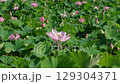 lotus field 129304371
