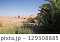 Oasis with palm trees in desert landscape 129308885
